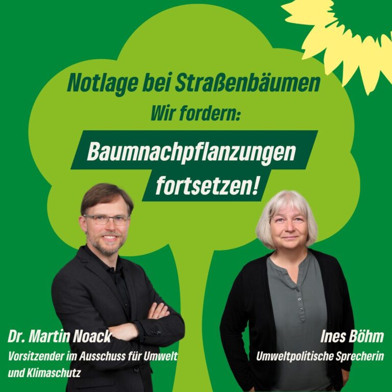 Sorge um Straßenbäume: Grüne fordern Fortsetzung von Baumnachpflanzungen